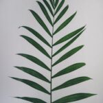 A single lush green palm frond against a minimalist white background.